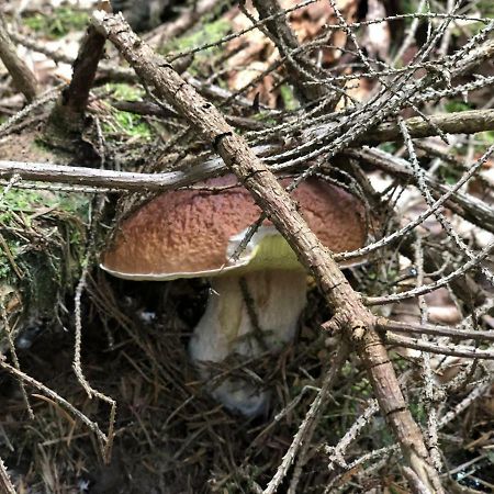 ZwardońNa Szlaku别墅 外观 照片